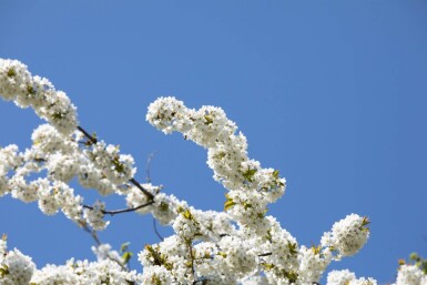 Prunus avium meerstammig 300-350