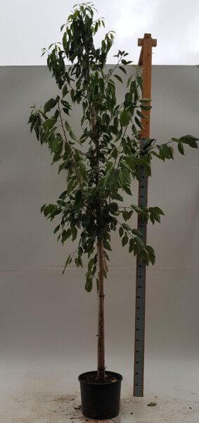 Prunus avium 'Plena' hoogstam 14/16