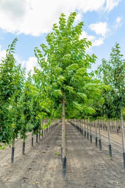 Prunus avium 'Plena' hoogstam 14/16