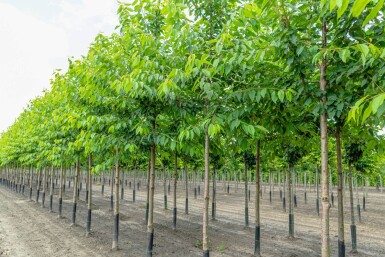 Prunus avium 'Plena' hoogstam 14/16