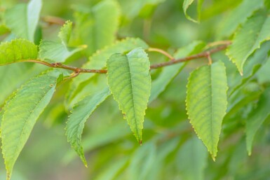 Prunus avium 'Plena' hoogstam 14/16