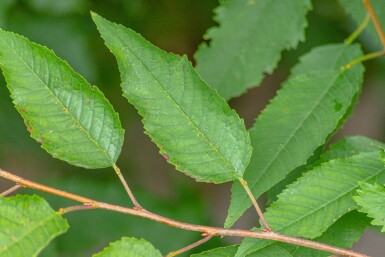 Prunus avium 'Plena' hoogstam 14/16