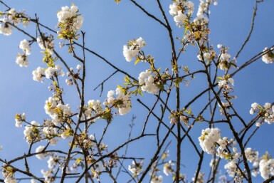 Prunus avium 'Plena' hoogstam 14/16