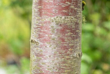 Prunus avium 'Plena' hoogstam 14/16