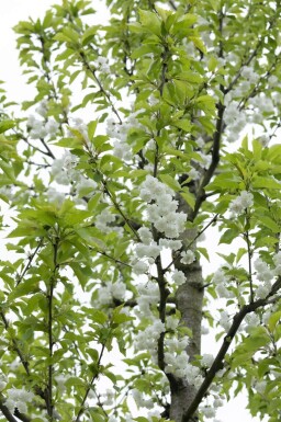 Prunus avium 'Plena' hoogstam 14/16