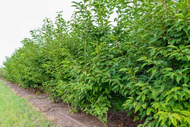 Prunus avium 'Plena' meerstammig 250-300