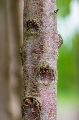 Prunus avium 'Plena' meerstammig 250-300