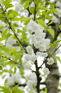 Prunus avium 'Plena' meerstammig 250-300