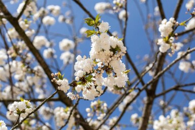 Prunus avium 'Plena' meerstammig 250-300