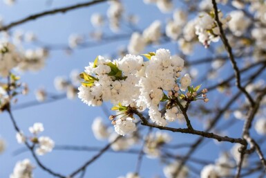 Prunus avium 'Plena' meerstammig 250-300