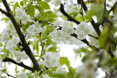 Prunus avium 'Plena' meerstammig 250-300