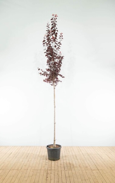 Prunus cerasifera 'Nigra' hoogstam 10/12