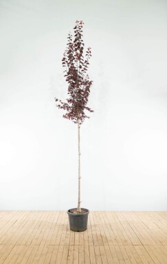 Prunus cerasifera 'Nigra' hoogstam 10/12