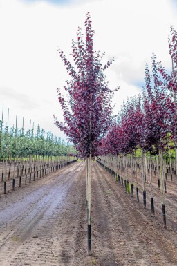 Prunus cerasifera 'Nigra' hoogstam 10/12