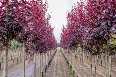 Prunus cerasifera 'Nigra' hoogstam 10/12