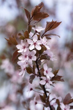 Prunus cerasifera 'Nigra' hoogstam 10/12