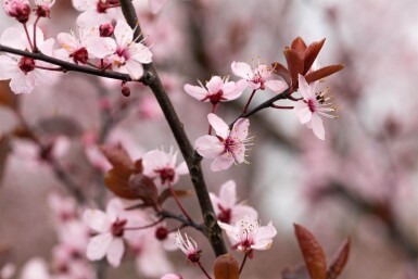Prunus cerasifera 'Nigra' hoogstam 10/12