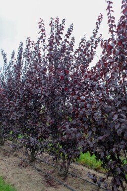 Prunus cerasifera 'Nigra' meerstammig 300-350