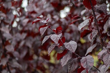 Prunus cerasifera 'Nigra' meerstammig 300-350