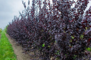 Prunus cerasifera 'Nigra' meerstammig 300-350