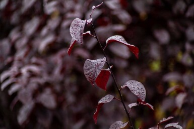 Prunus cerasifera 'Nigra' meerstammig 300-350