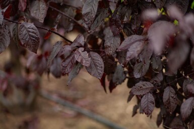 Prunus cerasifera 'Nigra' meerstammig 300-350