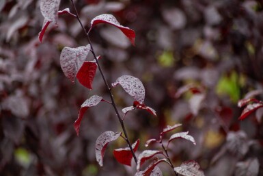 Prunus cerasifera 'Nigra' meerstammig 300-350