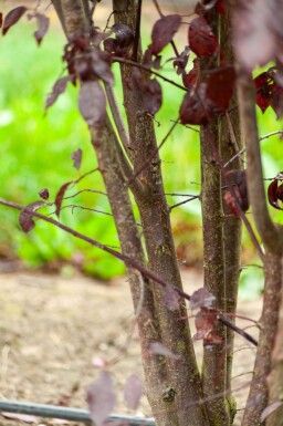 Prunus cerasifera 'Nigra' meerstammig 300-350