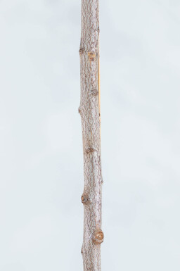 Prunus cerasifera 'Nigra' leiboom 10/12 190cm stam 150b x 120h