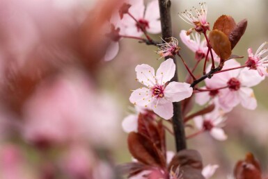 Prunus cerasifera 'Nigra' leiboom 10/12 190cm stam 150b x 120h
