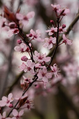 Prunus cerasifera 'Nigra' leiboom 10/12 190cm stam 150b x 120h