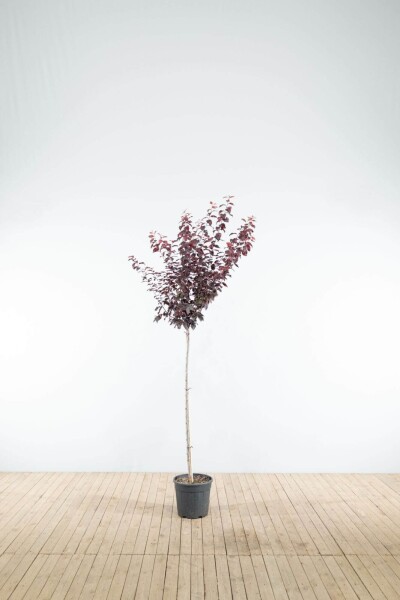 Prunus cerasifera 'Nigra' halfstam 120cm stam