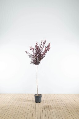 Prunus cerasifera 'Nigra' halfstam 120cm stam