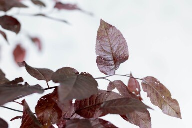 Prunus cerasifera 'Nigra' halfstam 120cm stam