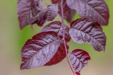 Prunus cerasifera 'Nigra' halfstam 120cm stam