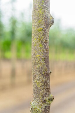 Prunus cerasifera 'Nigra' halfstam 120cm stam