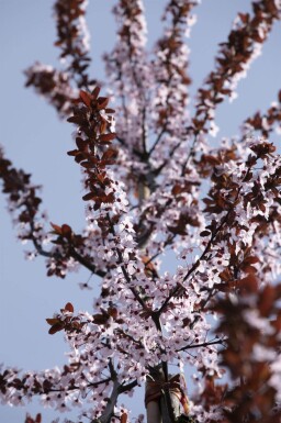 Prunus cerasifera 'Nigra' halfstam 120cm stam