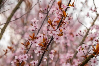 Prunus cerasifera 'Nigra' halfstam 120cm stam