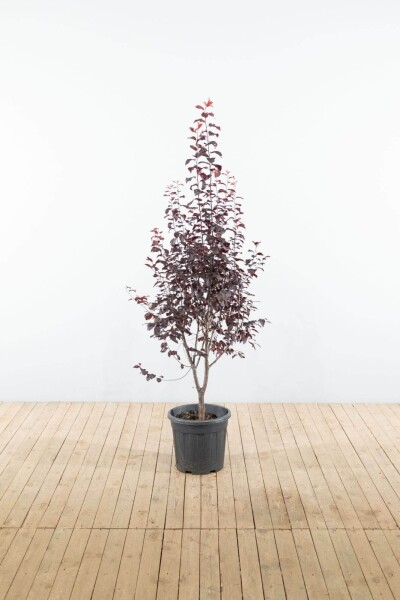 Prunus cerasifera 'Nigra' struik 100-125