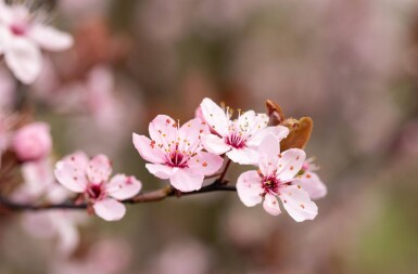 Prunus cerasifera 'Nigra' struik 100-125