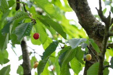 Prunus cerasus hoogstam