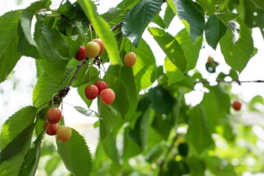 Prunus cerasus hoogstam