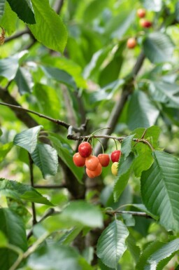 Prunus cerasus hoogstam