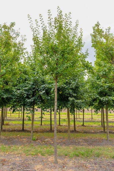 Prunus domestica 'Opal' hoogstam 10/12