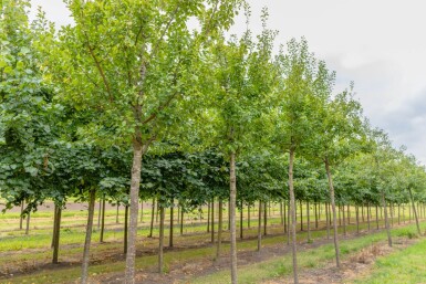 Prunus domestica 'Opal' hoogstam