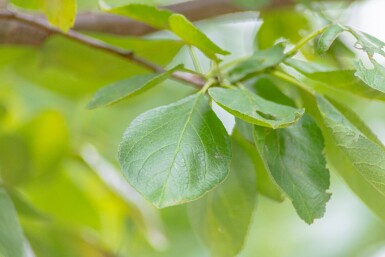 Prunus domestica 'Opal' hoogstam 10/12