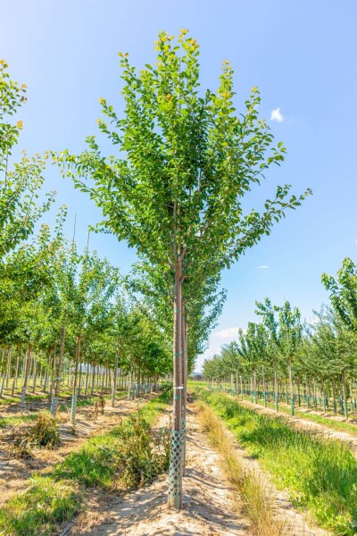 Prunus domestica 'Hauszwetsche' hoogstam 20/25