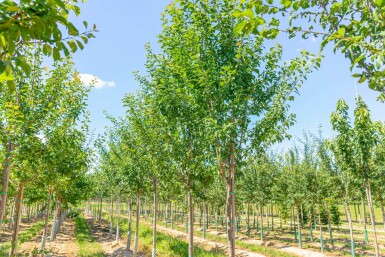 Prunus domestica 'Hauszwetsche' hoogstam