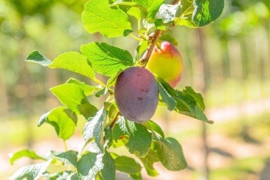 Prunus domestica 'Hauszwetsche' hoogstam 20/25