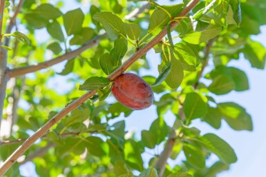Prunus domestica 'Hauszwetsche' hoogstam 20/25